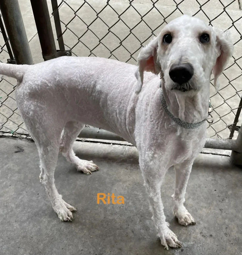 A senior medium-sized female White / Cream Poodle dog named Rita Hold for adoption in Canton, OH