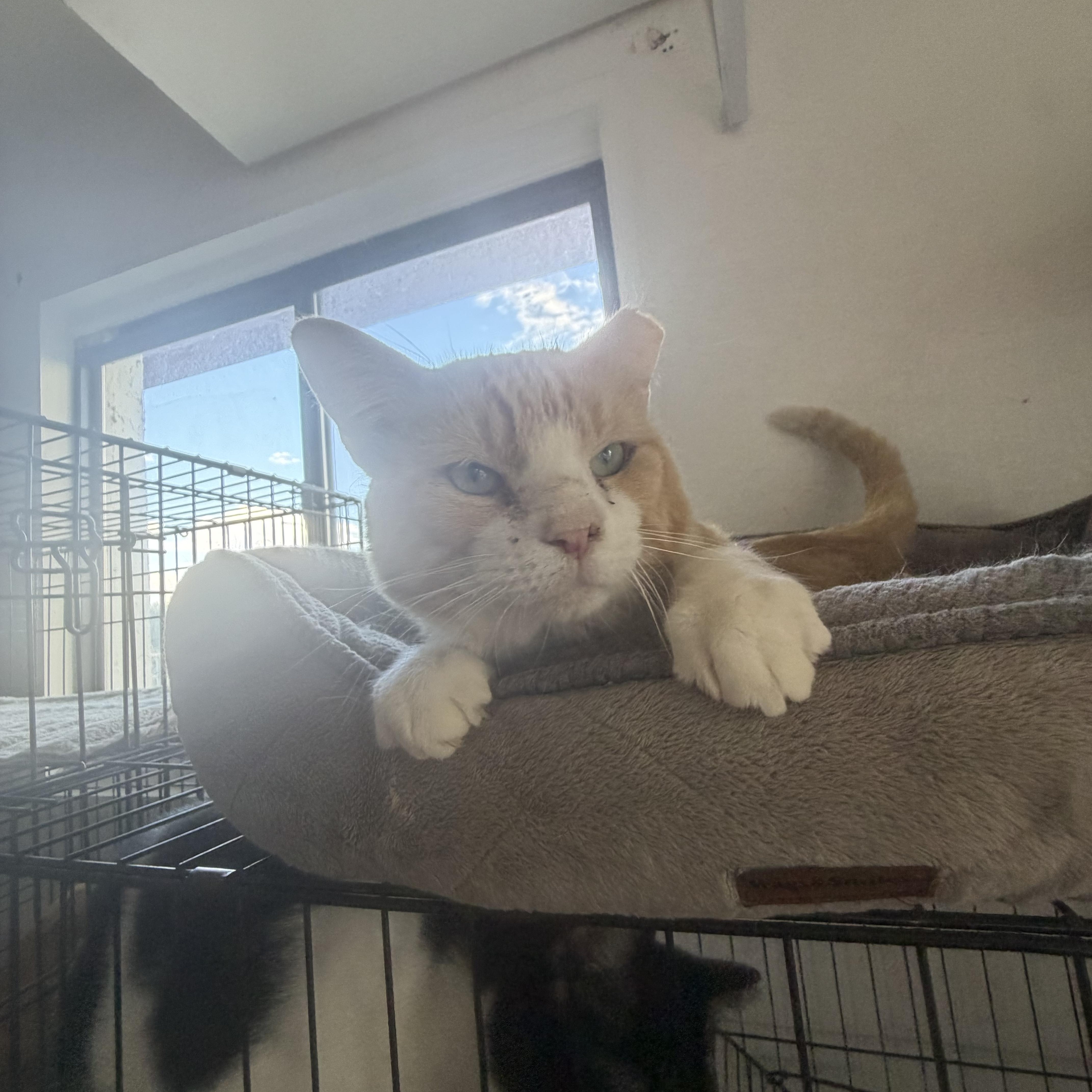 An adult medium-sized male Buff & White American Shorthair cat named Julius for adoption in Las Cruces, NM