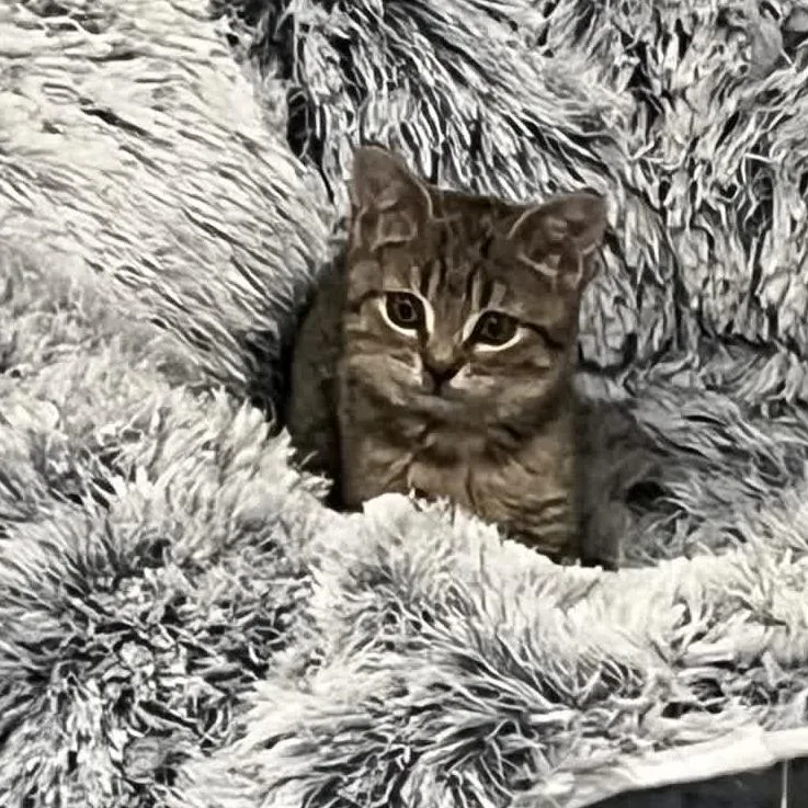 Savannah thumbnail 2