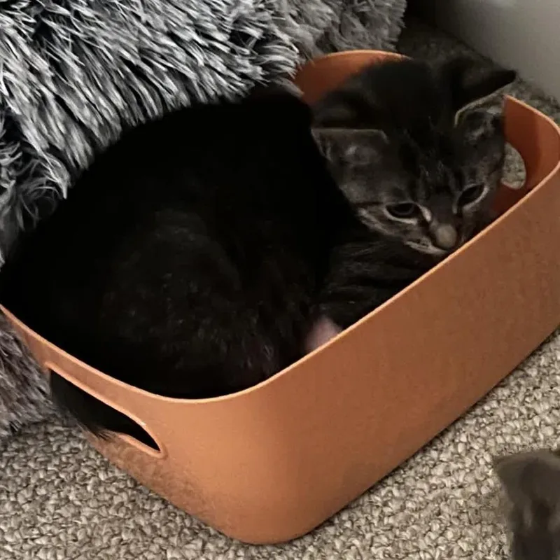 Savannah thumbnail 5