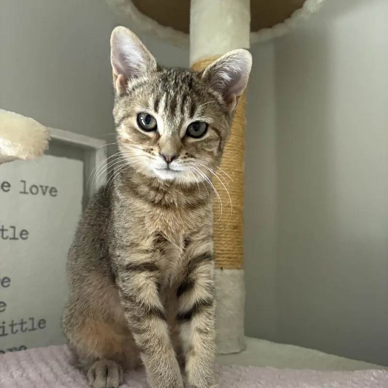 Savannah thumbnail 6