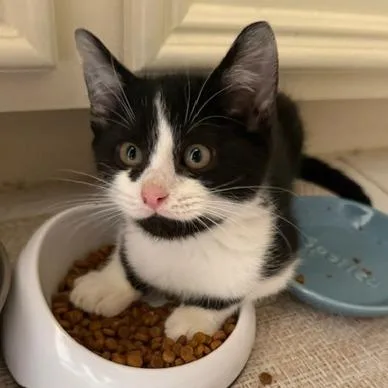 A baby small-sized male Black Domestic Short Hair cat named Zennor for adoption in Houston, TX