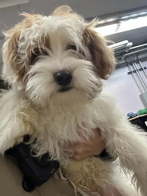 A baby small-sized male Maltese dog named Max for adoption in Fairfield, CA