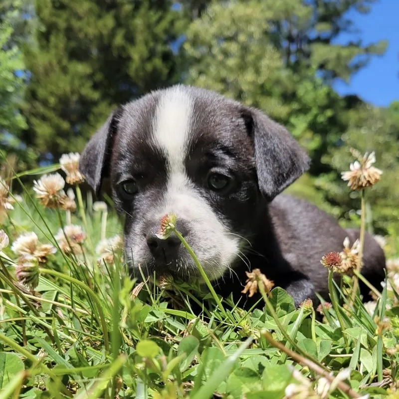 A baby small-sized male Black Labrador Retriever dog named Monza for adoption in Wake Forest, NC