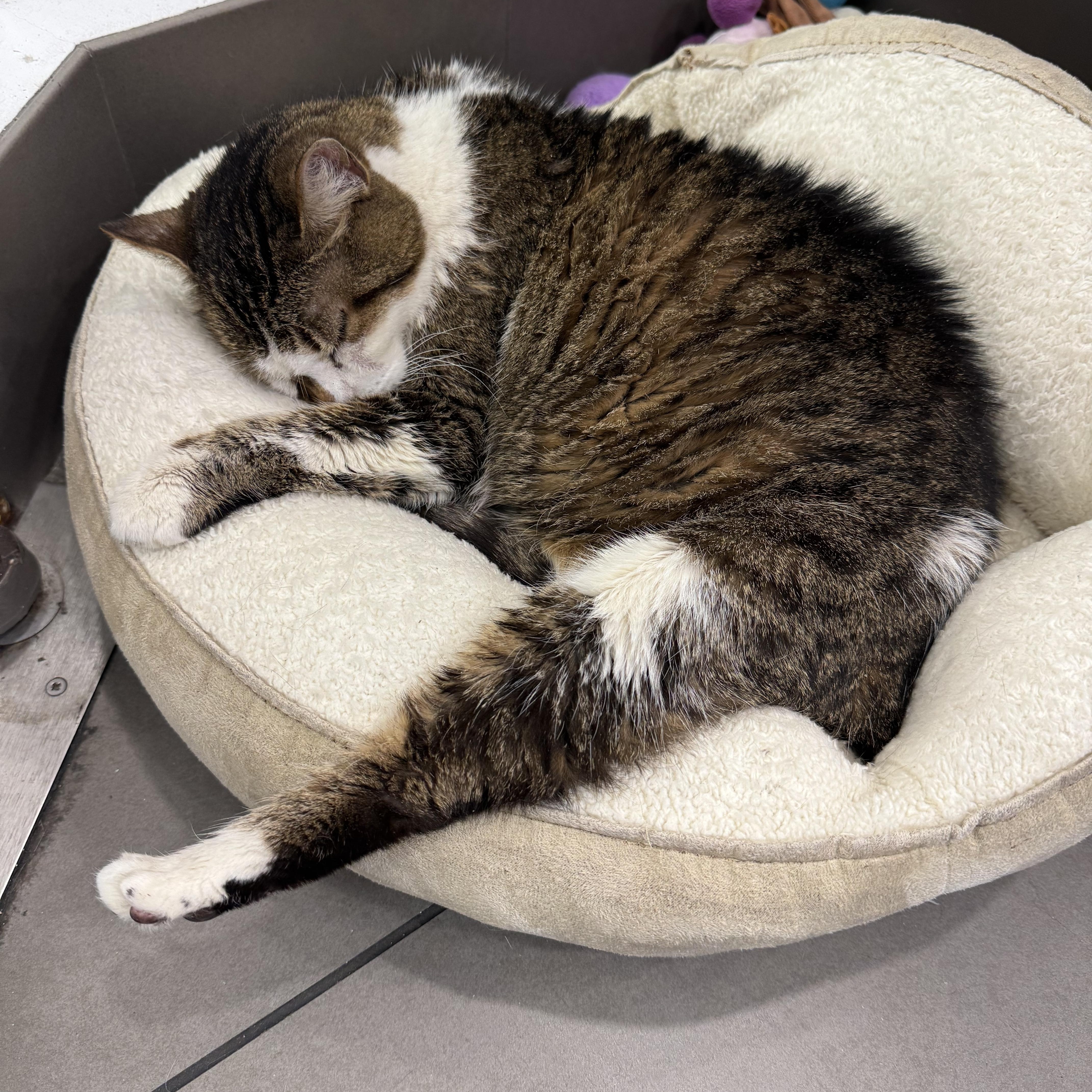 A senior medium-sized female White Domestic Short Hair cat named Rosemary for adoption in New York, NY