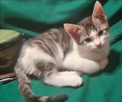 A baby medium-sized female Gray & White Domestic Short Hair cat named Ivy for adoption in Warr Acres, OK