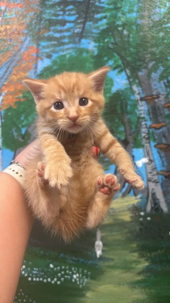 A baby medium-sized male Domestic Short Hair cat named Salted Caramel for adoption in New Braunfels, TX