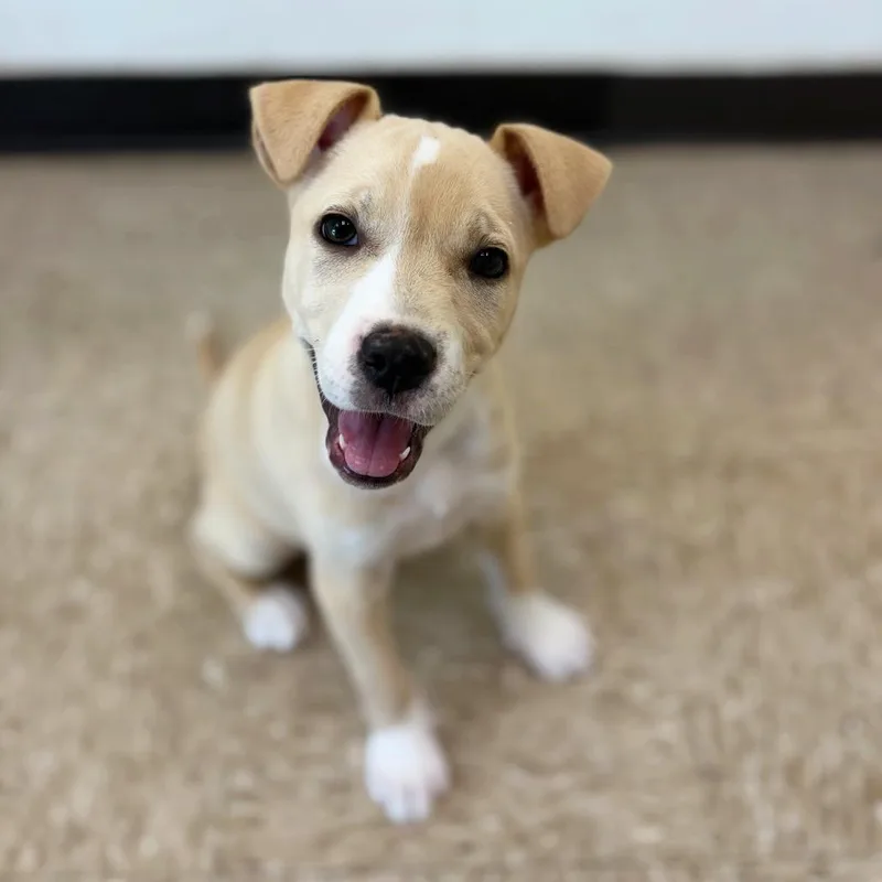 A baby medium-sized female Labrador Retriever dog named Lady for adoption in Cumming, GA