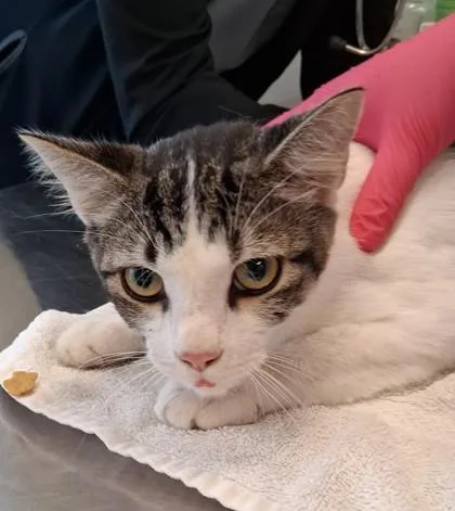 An adult medium-sized male Domestic Short Hair cat named Holstein for adoption in Lafayette, IN