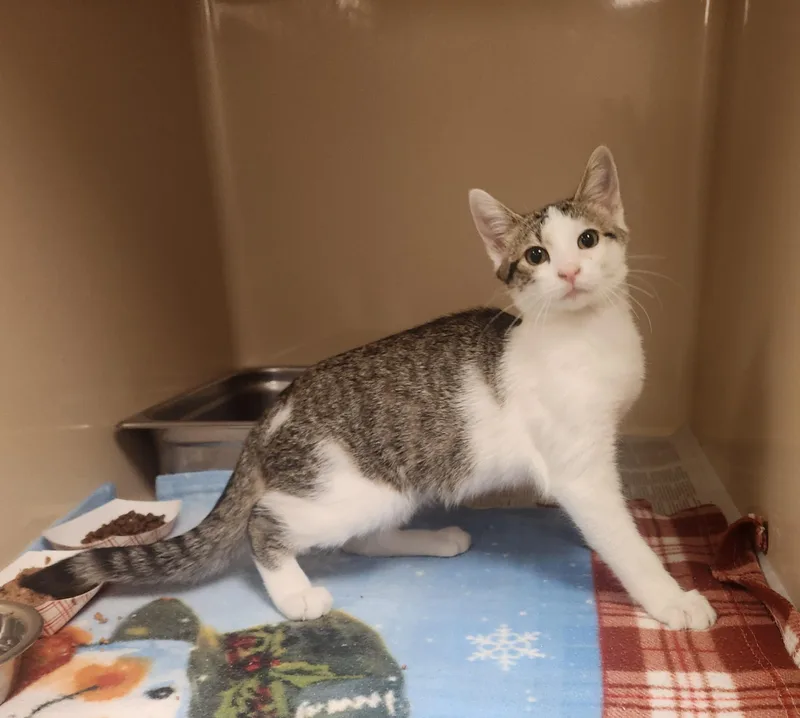 A baby medium-sized female White Domestic Short Hair cat named Sylvie for adoption in Clayton, NJ