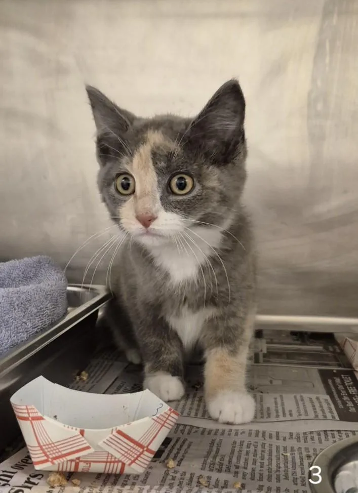 A baby small-sized female Domestic Short Hair cat named Sedna for adoption in Hagerstown, MD