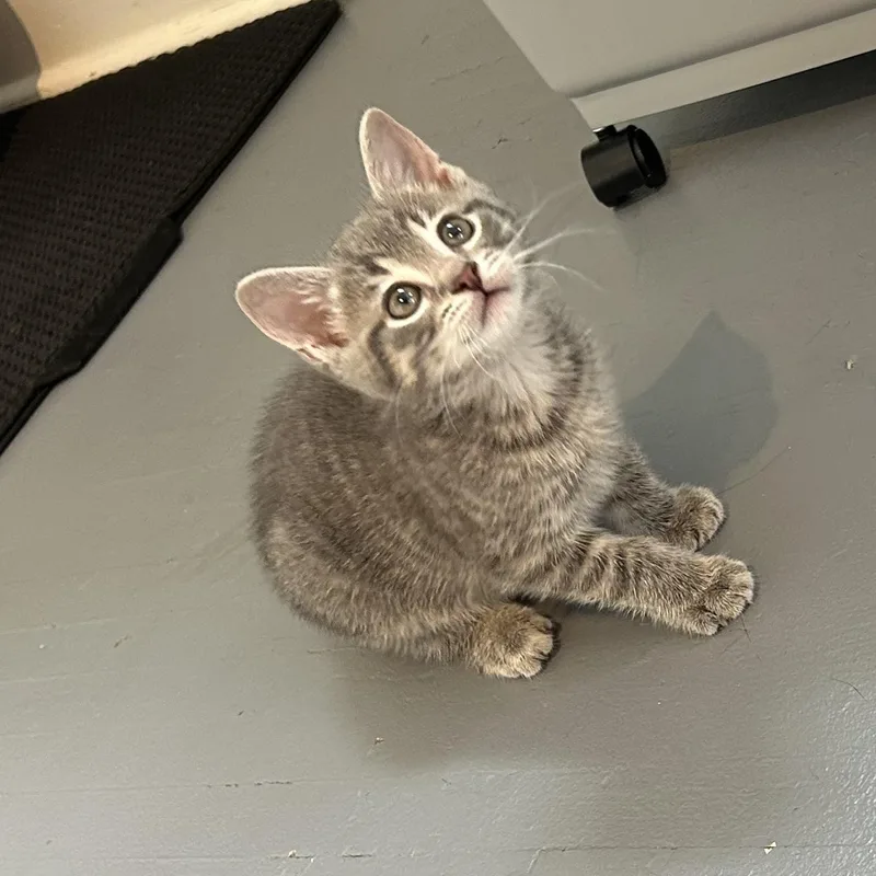 A baby medium-sized male Tabby (Gray / Blue / Silver) Domestic Short Hair cat named Muffin for adoption in Brockport, NY
