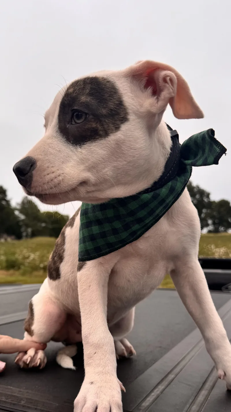A baby medium-sized male American Bulldog dog named Clyde for adoption in Cordova, TN