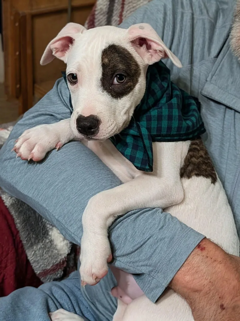 Clyde thumbnail 2