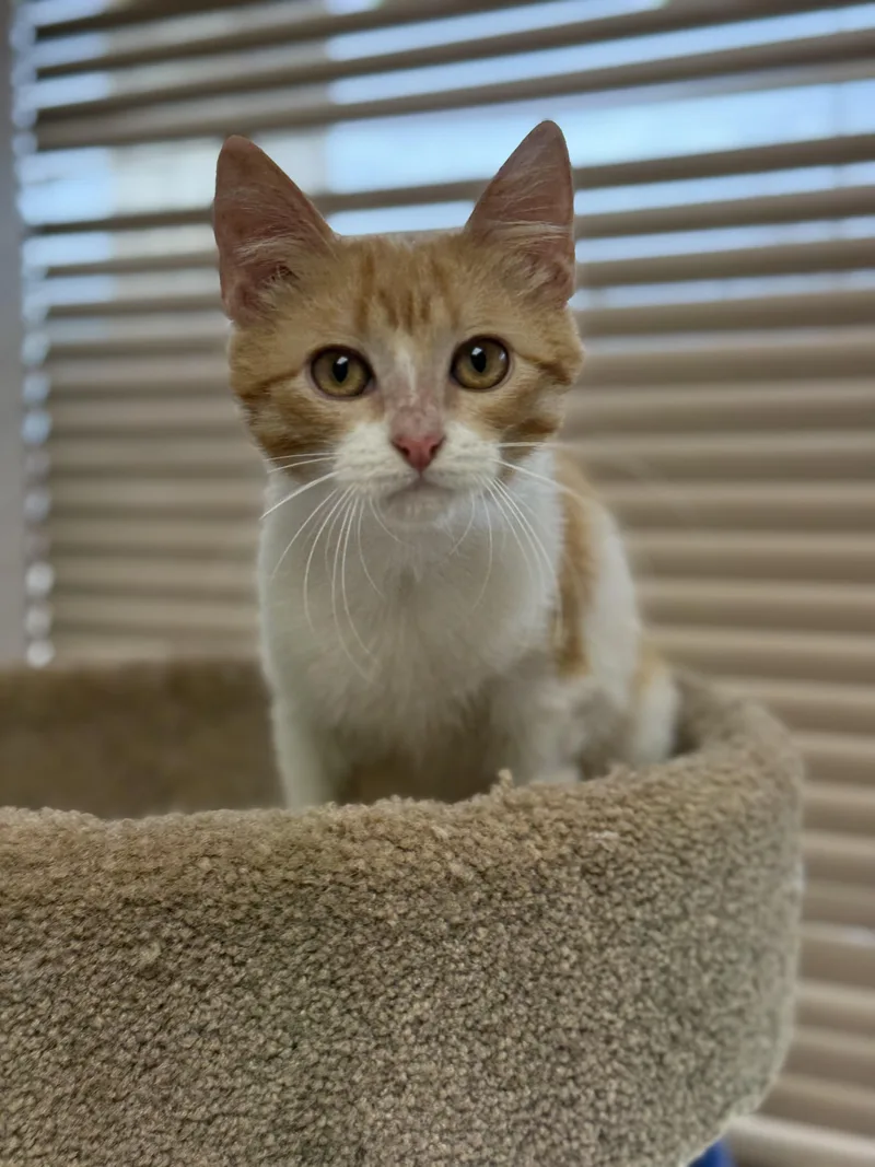 Colby Jack thumbnail 3