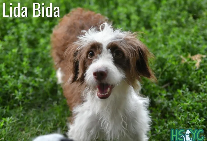 Lida Bida