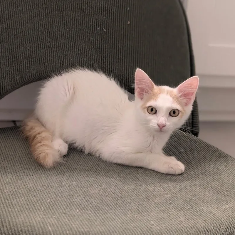 A baby small-sized male White Domestic Short Hair cat named Gandalf for adoption in Raleigh, NC