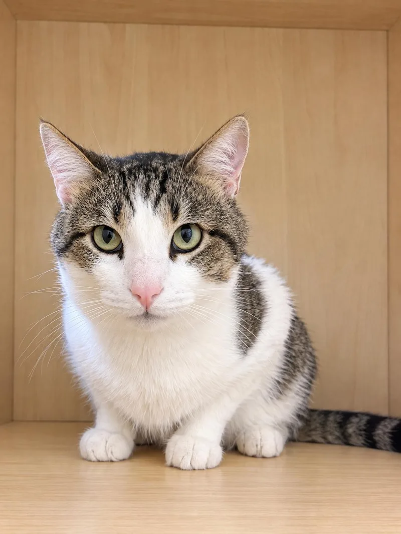 A young medium-sized male Tabby (Gray / Blue / Silver) Domestic Short Hair cat named Ranger for adoption in Amery, WI