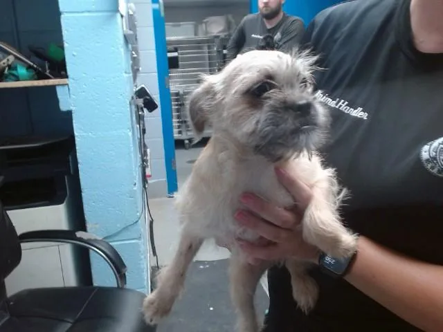 A baby small-sized female Pug dog named Mousetrap for adoption in Albuquerque, NM