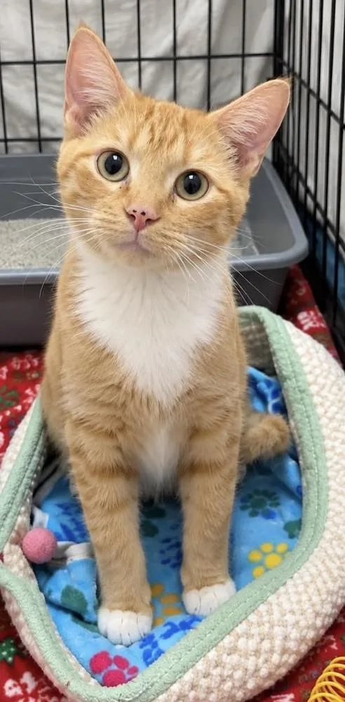 An adult small-sized female Orange & White Domestic Short Hair cat named Jessie for adoption in Fremont, NE