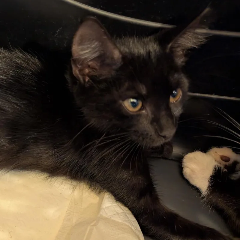 A baby small-sized male Black Domestic Short Hair cat named Jack for adoption in Hamburg, NY
