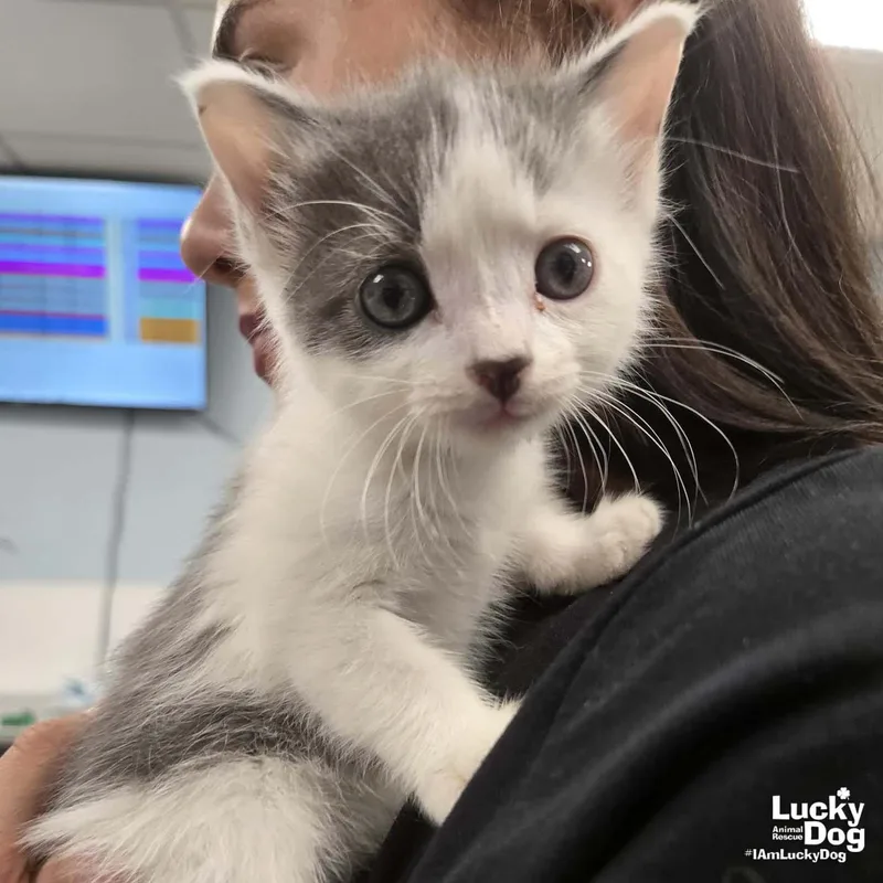 Little Mango