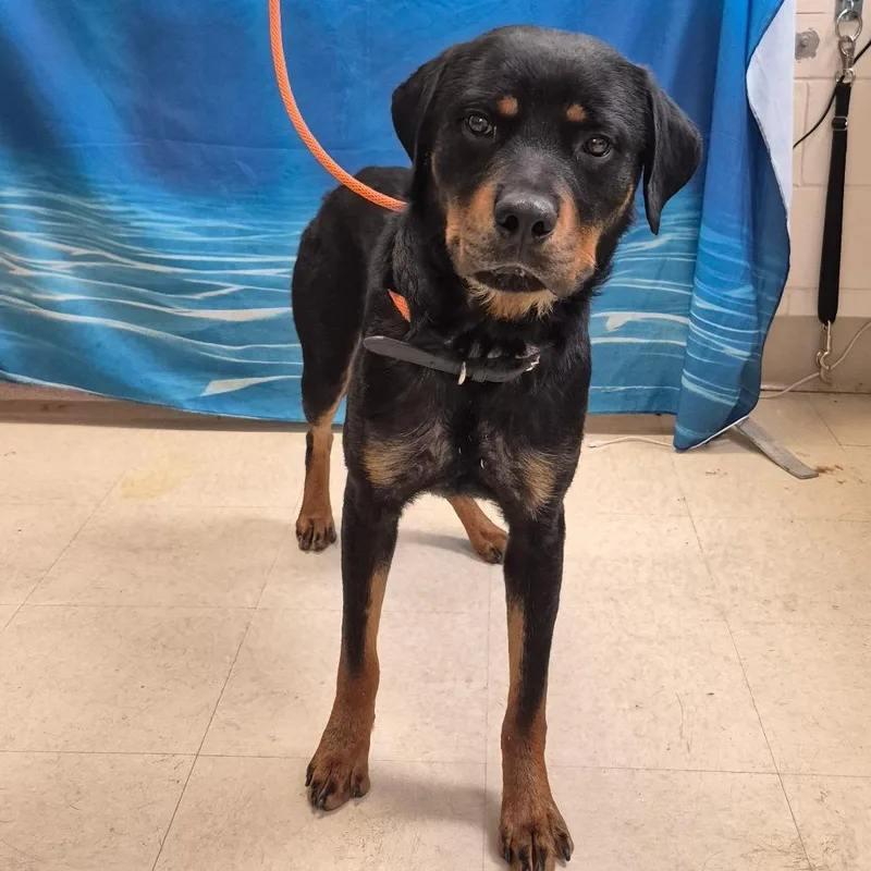 An adult large-sized male Black Rottweiler dog named Chase for adoption in Lake Panasoffkee, FL