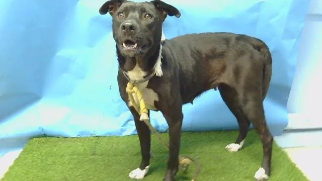 A young large-sized female Labrador Retriever dog named A for adoption in Gardena, CA