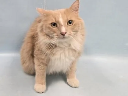 An adult small-sized male Domestic Long Hair cat named Patch for adoption in Coon Rapids, MN