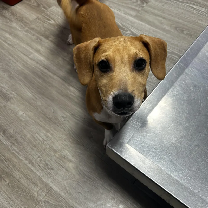 A young small-sized male Red / Chestnut / Orange Dachshund dog named August LA for adoption in Baltimore, MD