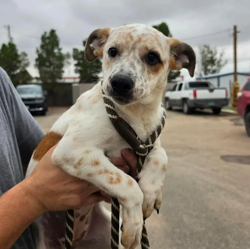 A baby medium-sized female Australian Cattle Dog / Blue Heeler dog named Pish for adoption in Sedalia, CO