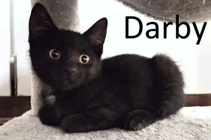 Darby thumbnail 2