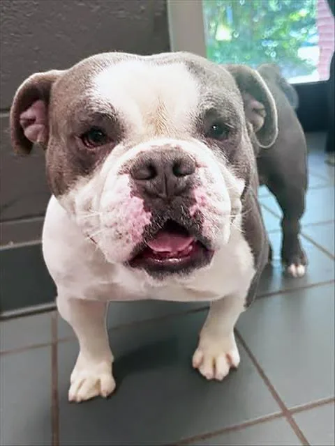 An adult medium-sized male Gray / Blue / Silver Mixed Breed dog named Highlighter for adoption in Nashville, TN