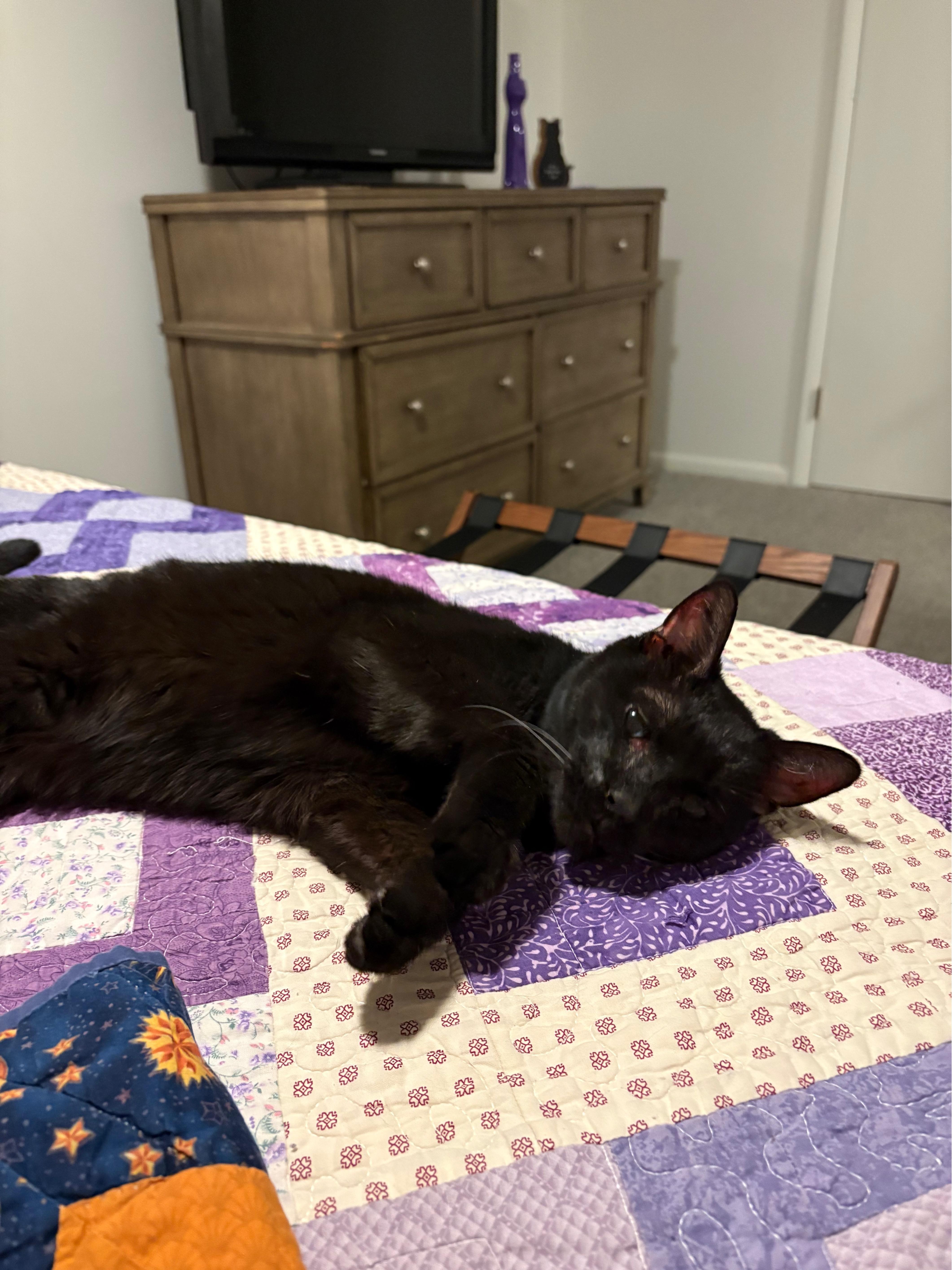 A senior medium-sized female Black Domestic Short Hair cat named Baba for adoption in Blaine, MN