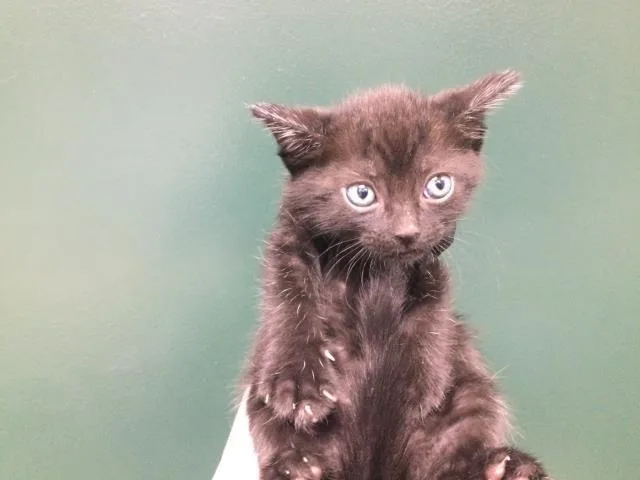 A young small-sized male Domestic Short Hair cat named Luke for adoption in Thousand Palms, CA