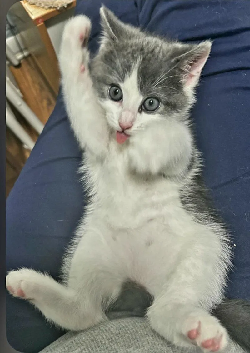 A baby medium-sized female Gray & White Domestic Short Hair cat named Easter Lily for adoption in Naugatuck, CT