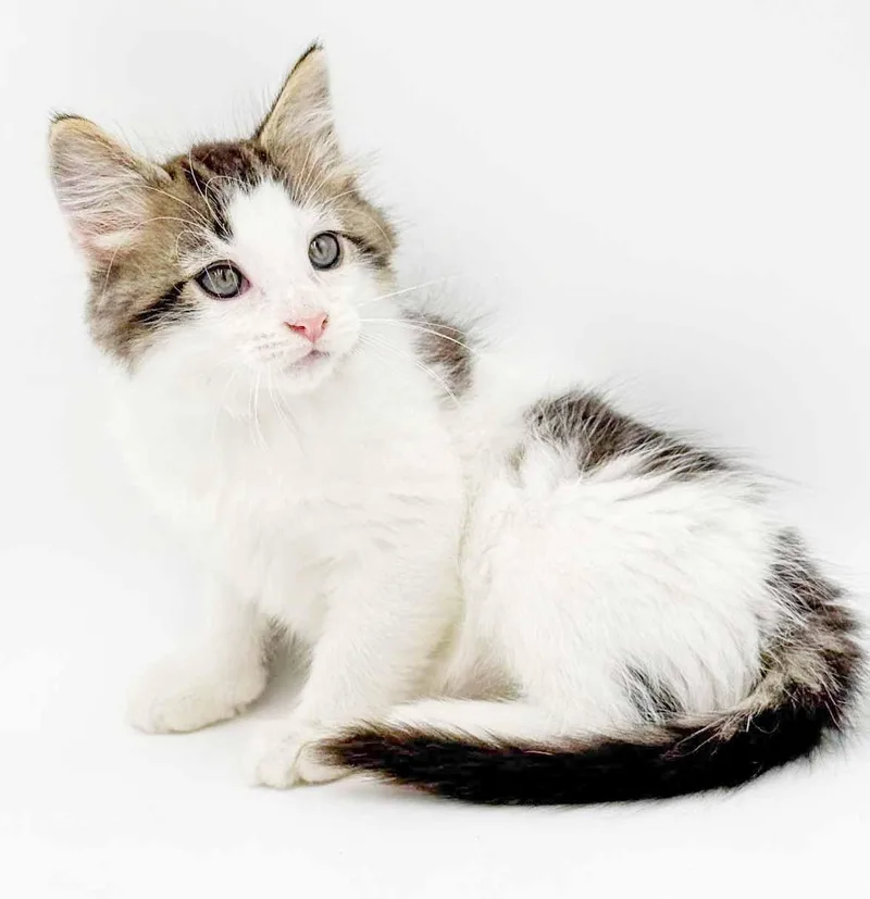 A baby small-sized male Tabby (Leopard / Spotted) Maine Coon cat named Pip pip hooray  for adoption in Bedford Hills, NY