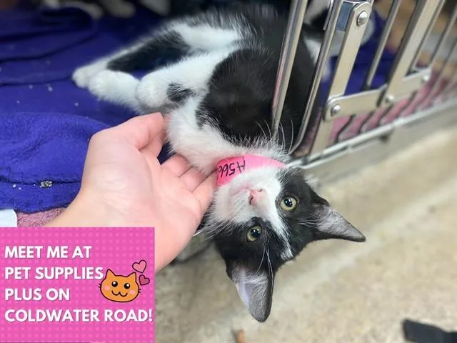 A baby small-sized female Domestic Short Hair cat named Banana Split for adoption in Fort Wayne, IN
