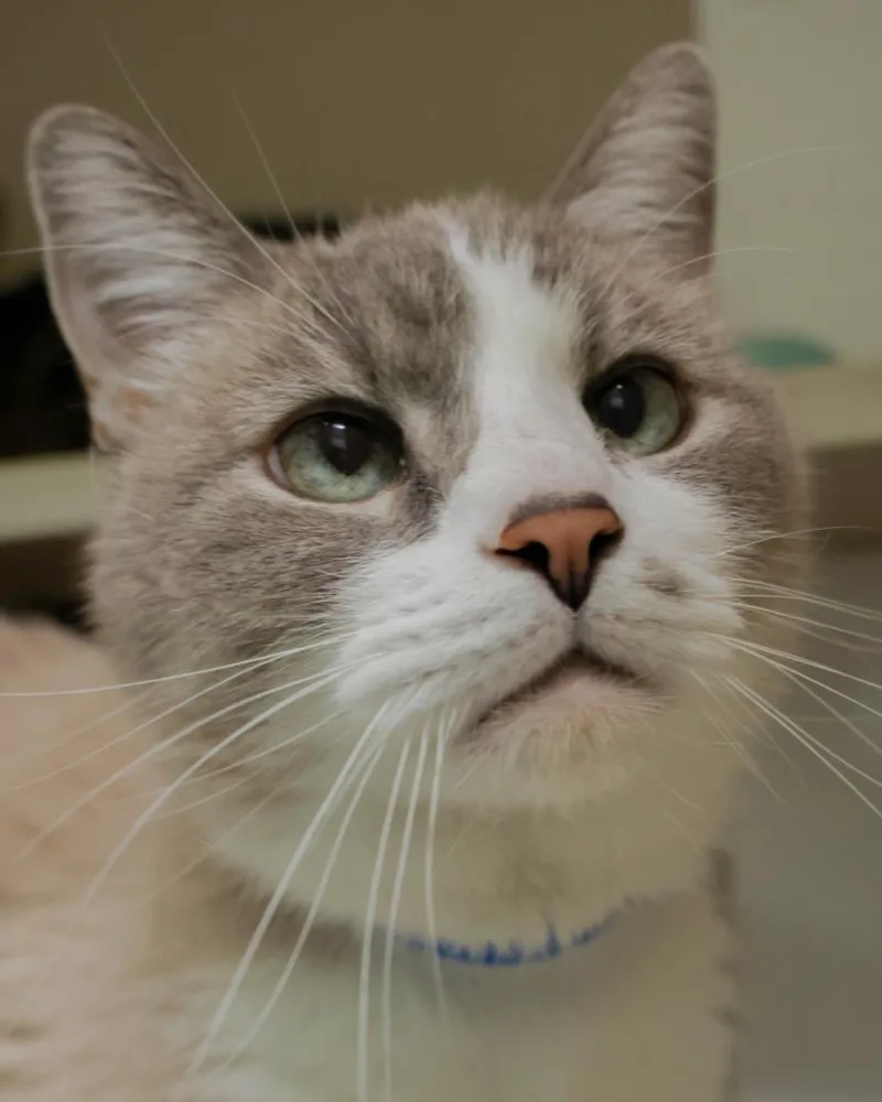 A senior small-sized male Domestic Medium Hair cat named Smokey for adoption in Loveland, CO