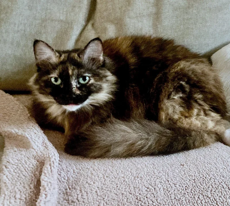 An adult medium-sized female Tortoiseshell cat named Queenie   Offered for adoption in Hillsboro, OR