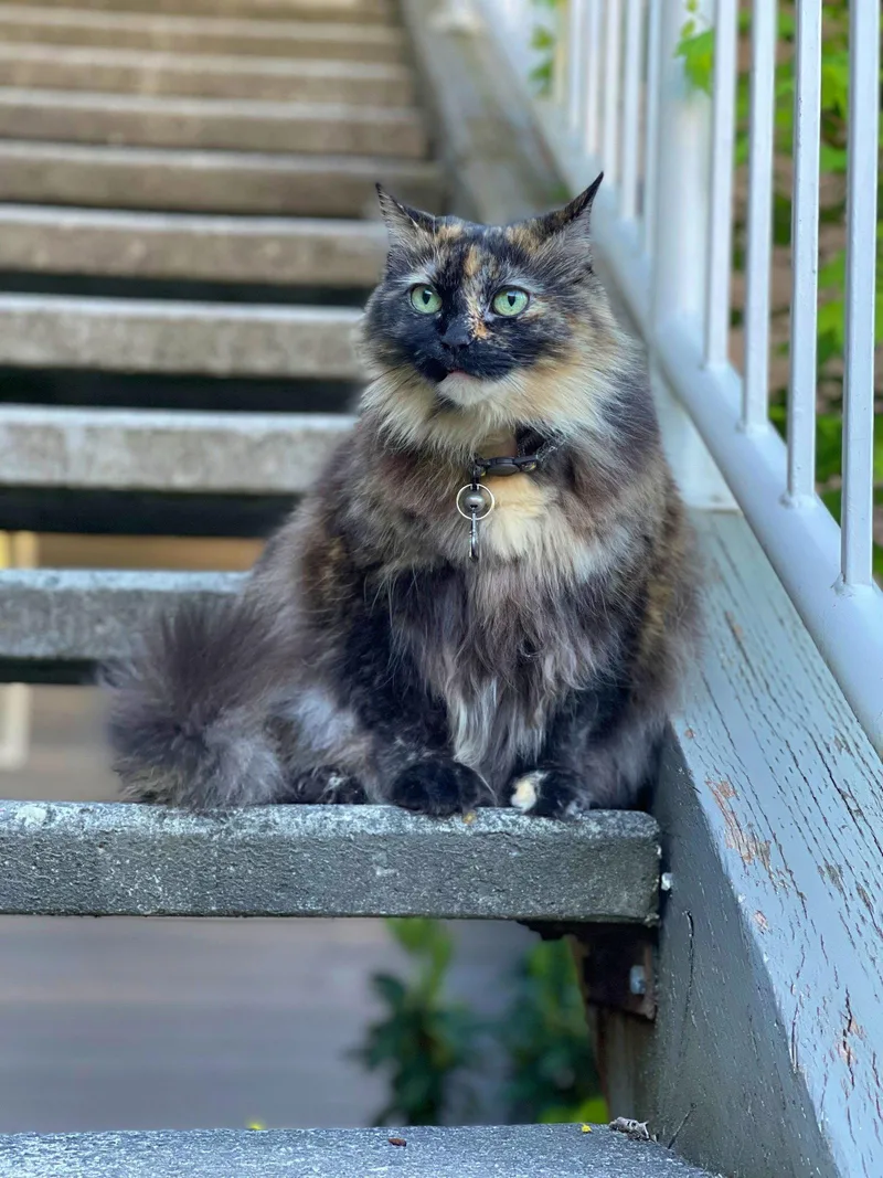 Queenie   Offered thumbnail 3