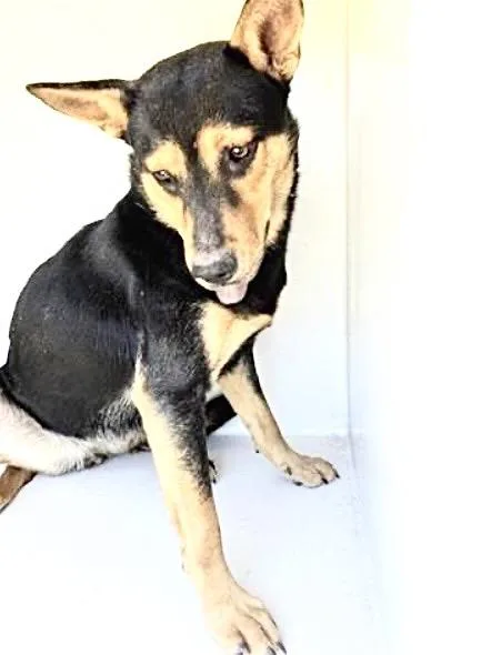 An adult medium-sized male German Shepherd Dog dog named A for adoption in Houston, TX