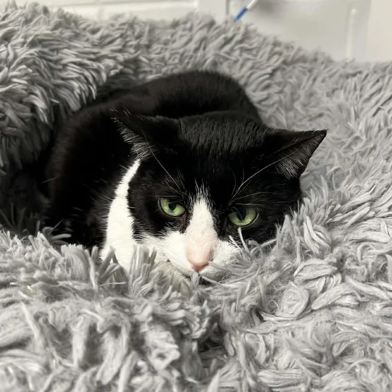 A senior medium-sized female Domestic Short Hair cat named Gina for adoption in Hampton Bays, NY