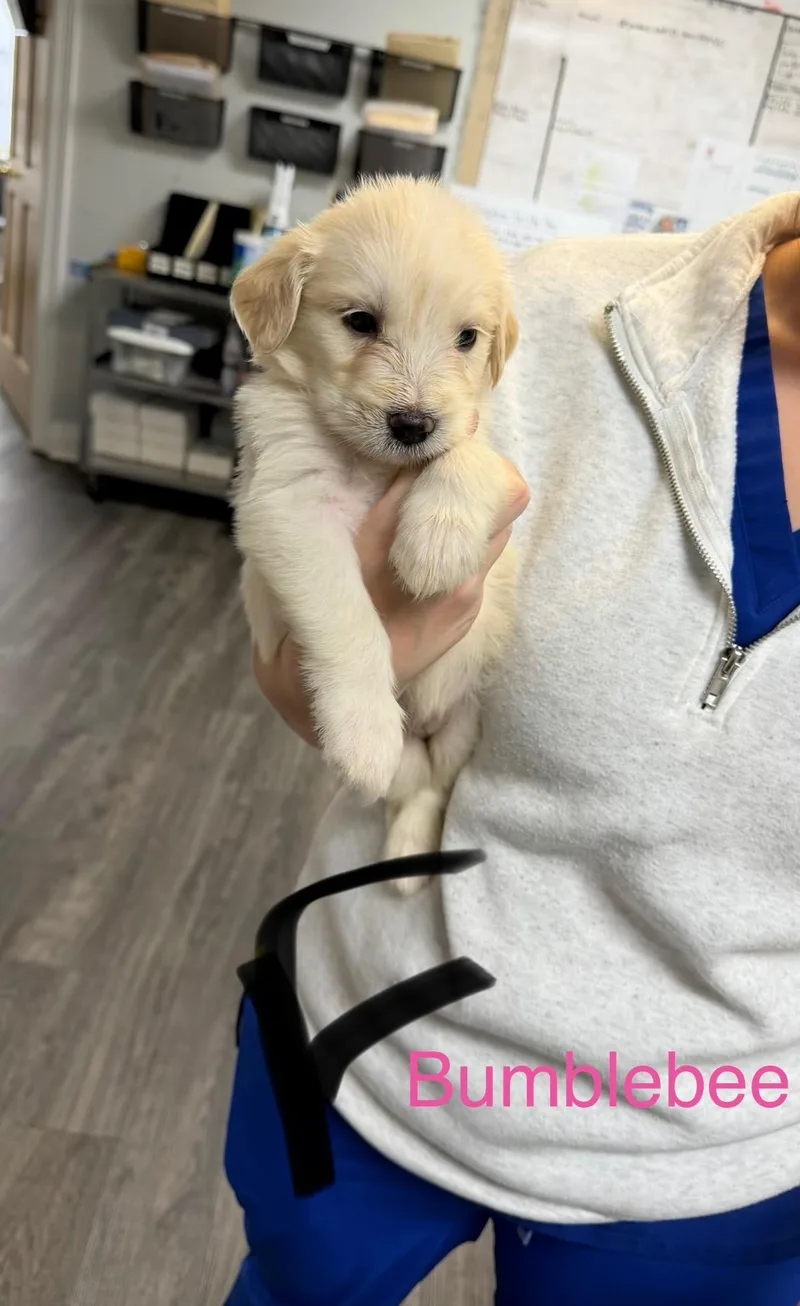 A baby medium-sized female Retriever dog named B litter Bumblebee for adoption in Semmes, AL