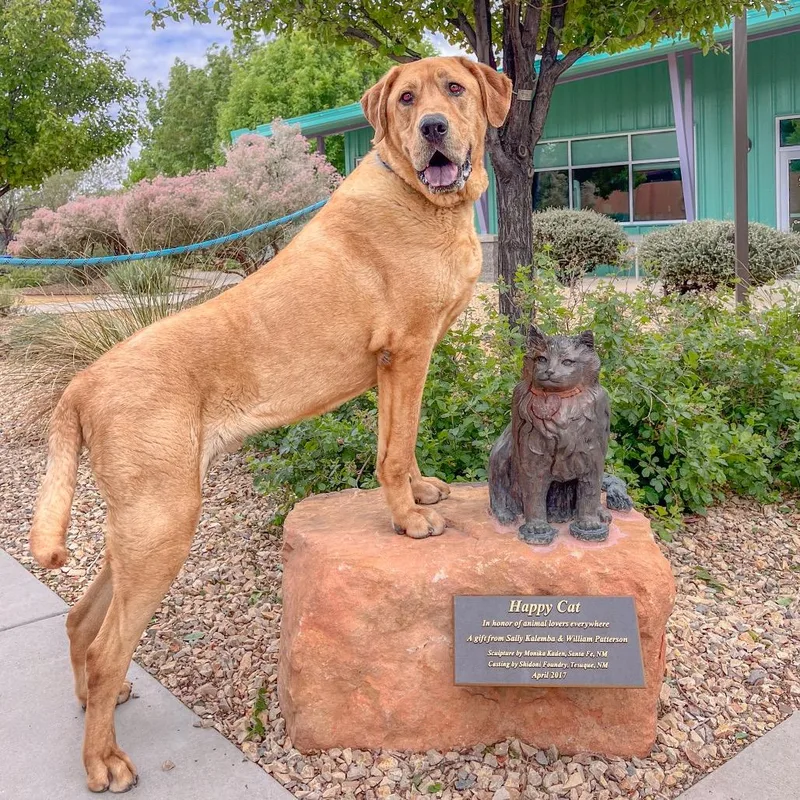 An adult extra large-sized male Yellow / Tan / Blond / Fawn Mastiff dog named Fezzic for adoption in Albuquerque, NM