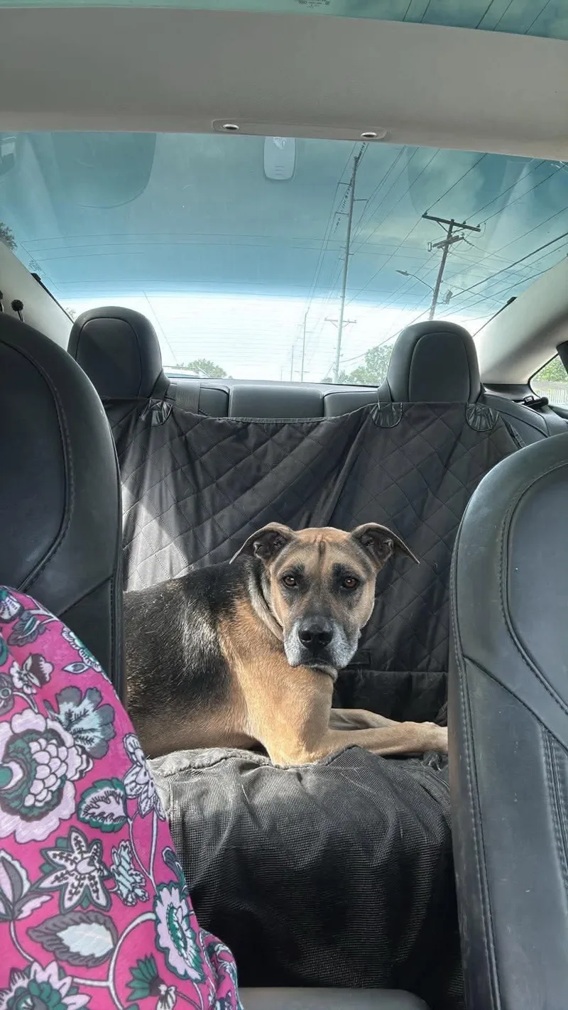 An adult large-sized male Shepherd dog named Bump for adoption in Mount Pleasant, SC