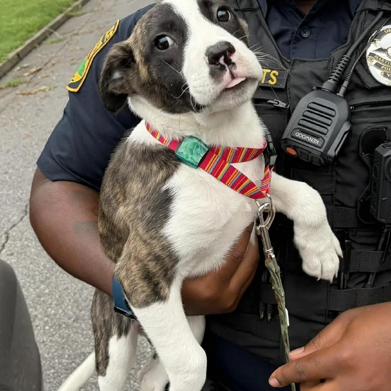 A baby small-sized female Black Border Collie dog named Wanda for adoption in Martinsville, VA