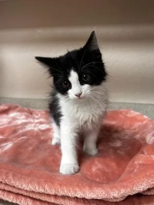 A young small-sized female Domestic Medium Hair cat named Skunk for adoption in Phoenix, AZ