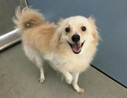 A young small-sized male Yellow / Tan / Blond / Fawn Pomeranian dog named Barley for adoption in San Clemente, CA