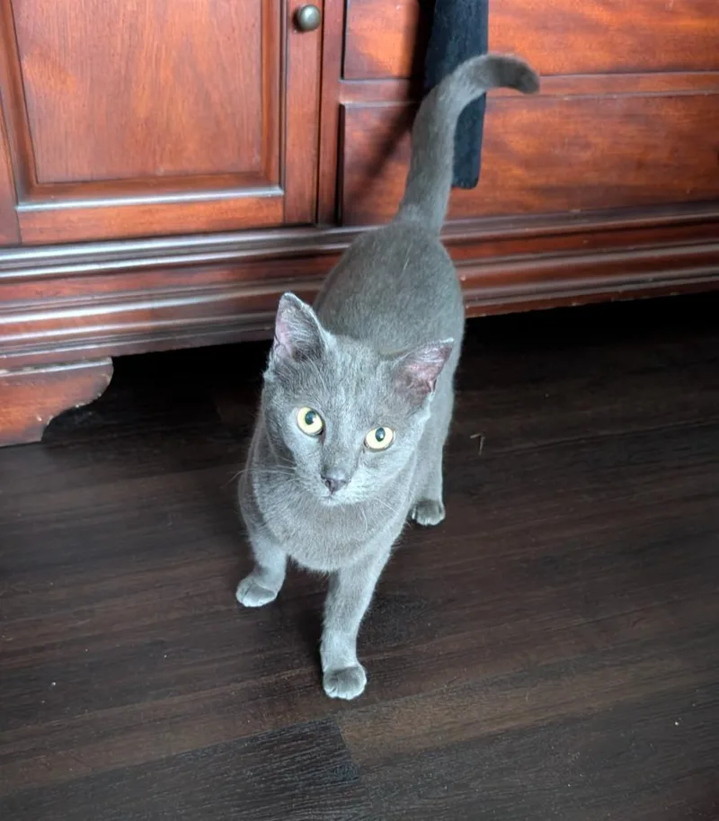 A senior large-sized female Domestic Short Hair cat named Gracie for adoption in Magnolia, TX